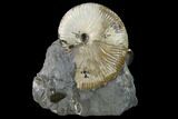 Fossil Hoploscaphites Ammonite - South Dakota #131220-1